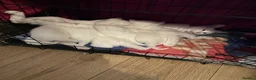 British Shorthair cats for sale: British white shorthair kittens  in Perth - Advert 6