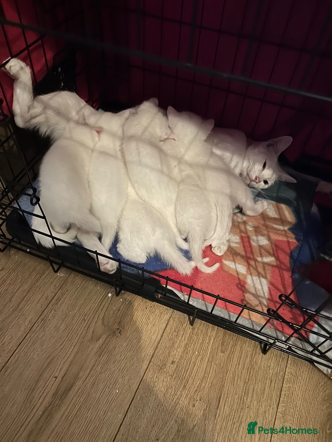 British Shorthair cats for sale: British white shorthair kittens  in Perth - Advert 6