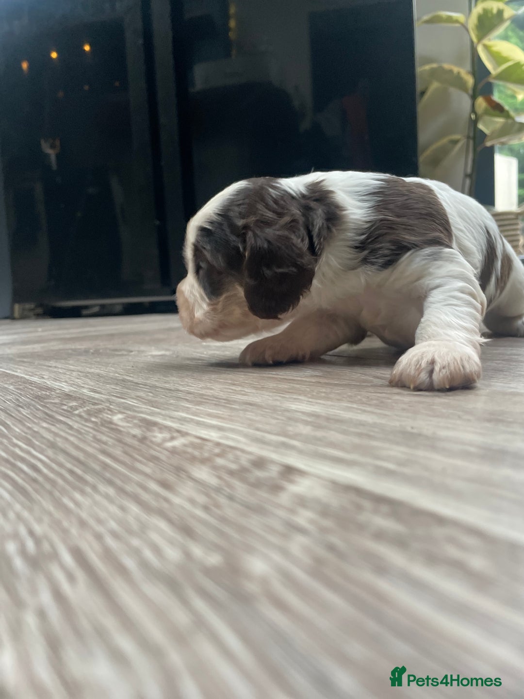 Cocker Spaniel dogs for sale: Beautiful health tested Cocker spaniel pups  - Advert 18