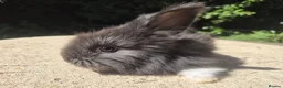 Angora rabbits for sale: 🩷 FULL FACE ANGORA BABIES- PARENTS FROM🇫🇷 - Advert 21