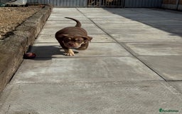 American Bully dogs for sale: American Pocket Bully’s Puppies.  - Image 7