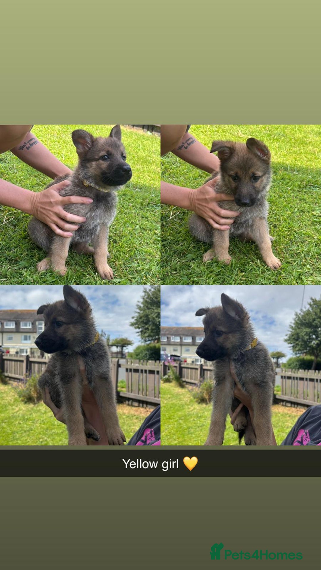 German Shepherd dogs for sale: German shepherd puppies  - Image 4