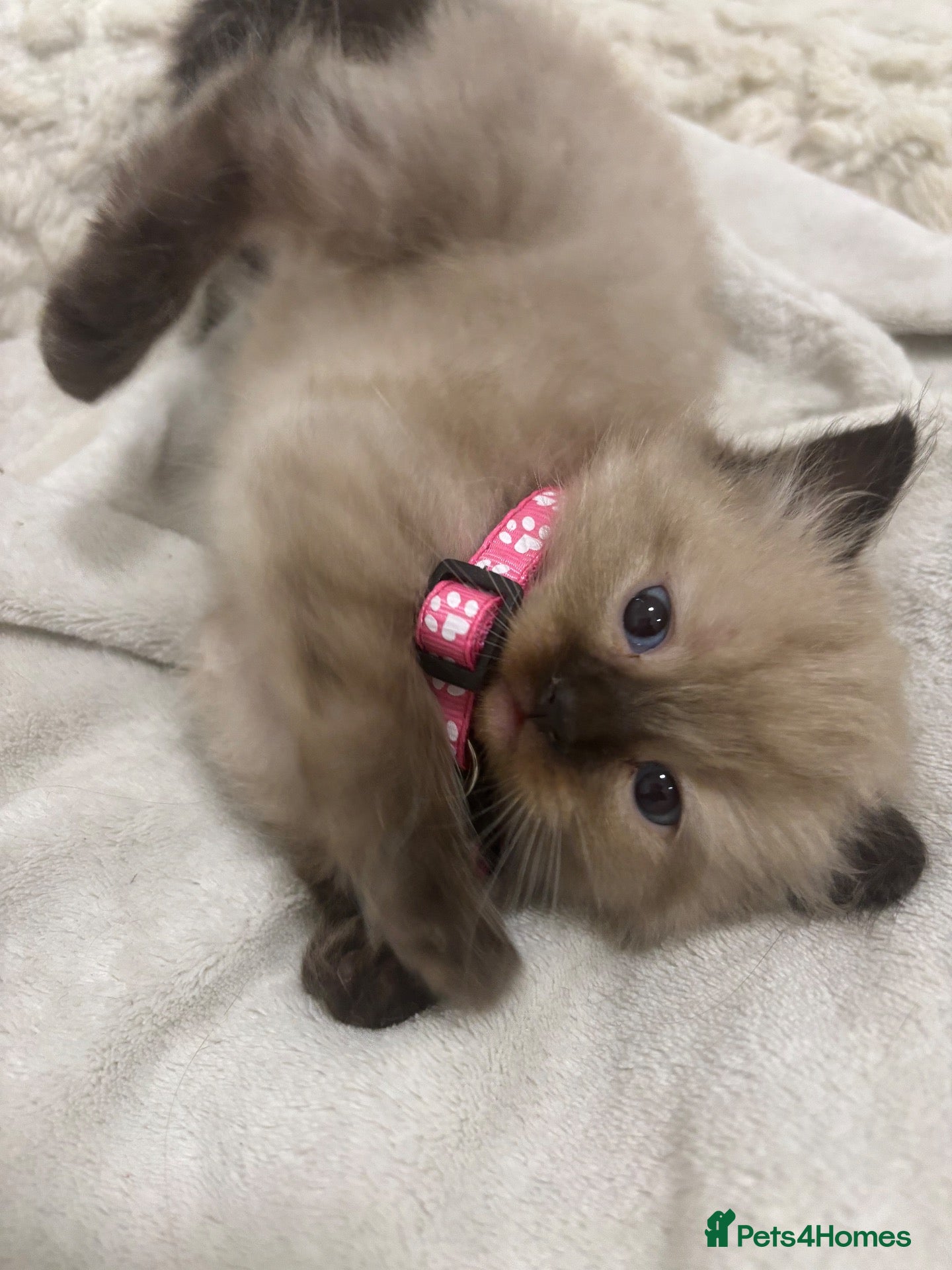 Ragdoll cats Beautiful Ragdoll Kittens 🐱 - Advert 4