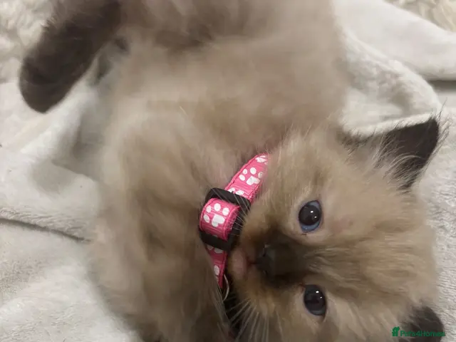 Ragdoll cats Beautiful Ragdoll Kittens 🐱 - Advert 7