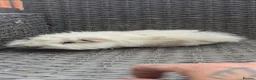 Guinea Pig rodents for sale: Ginipigs  - Advert 6