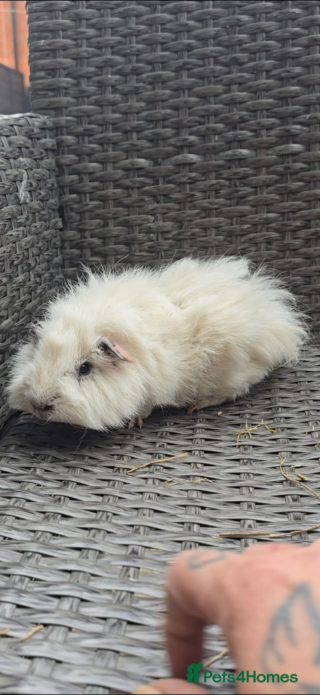 Guinea Pig rodents for sale: Ginipigs  - Advert 6