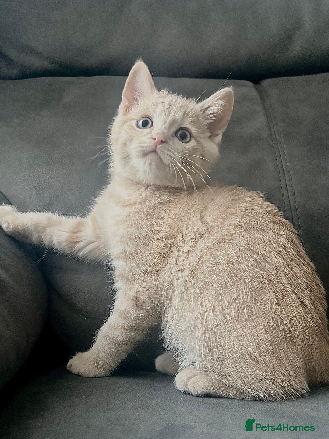 British Shorthair cats for sale: Beautiful Purebreed British Shorthair X Tabby - Image 14