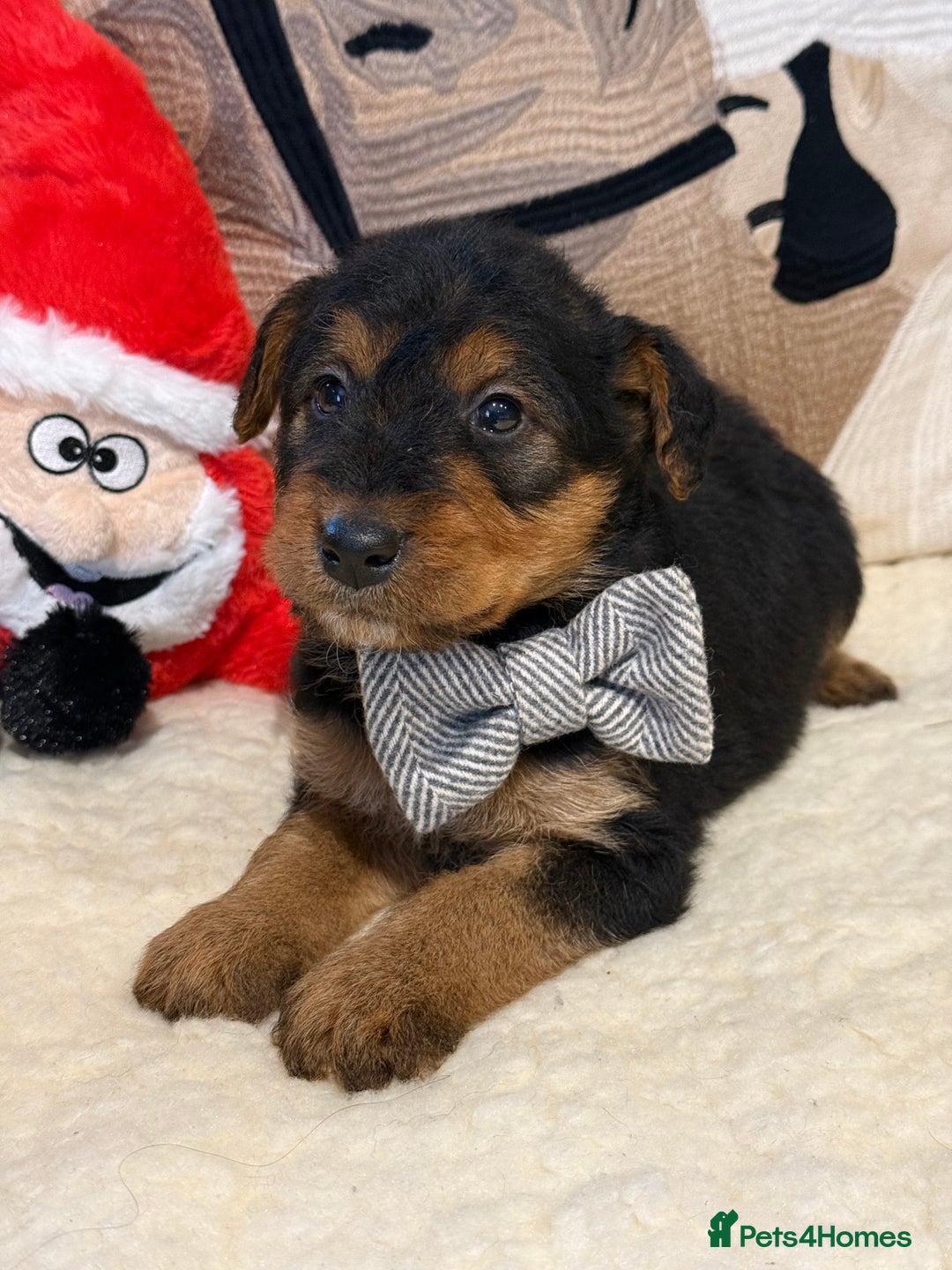 Mixed Breed dogs for sale: Airedale puppies  - Advert 6