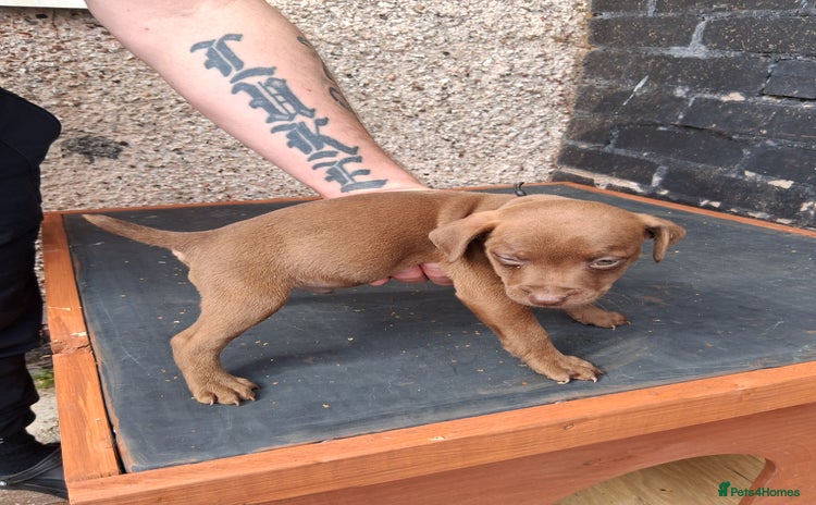 Patterdale Terrier dogs - Advert 5