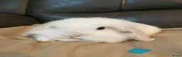 Mini Lop rabbits for sale: Mini lop litter ready soon. - Advert 6