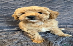 Miniature Poodle dogs for sale: Miniature Poodle Puppies Available.  - Image 3