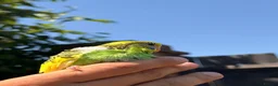 Budgerigars birds for sale: Beautiful Hand-Reared Baby Budgies — - Advert 14