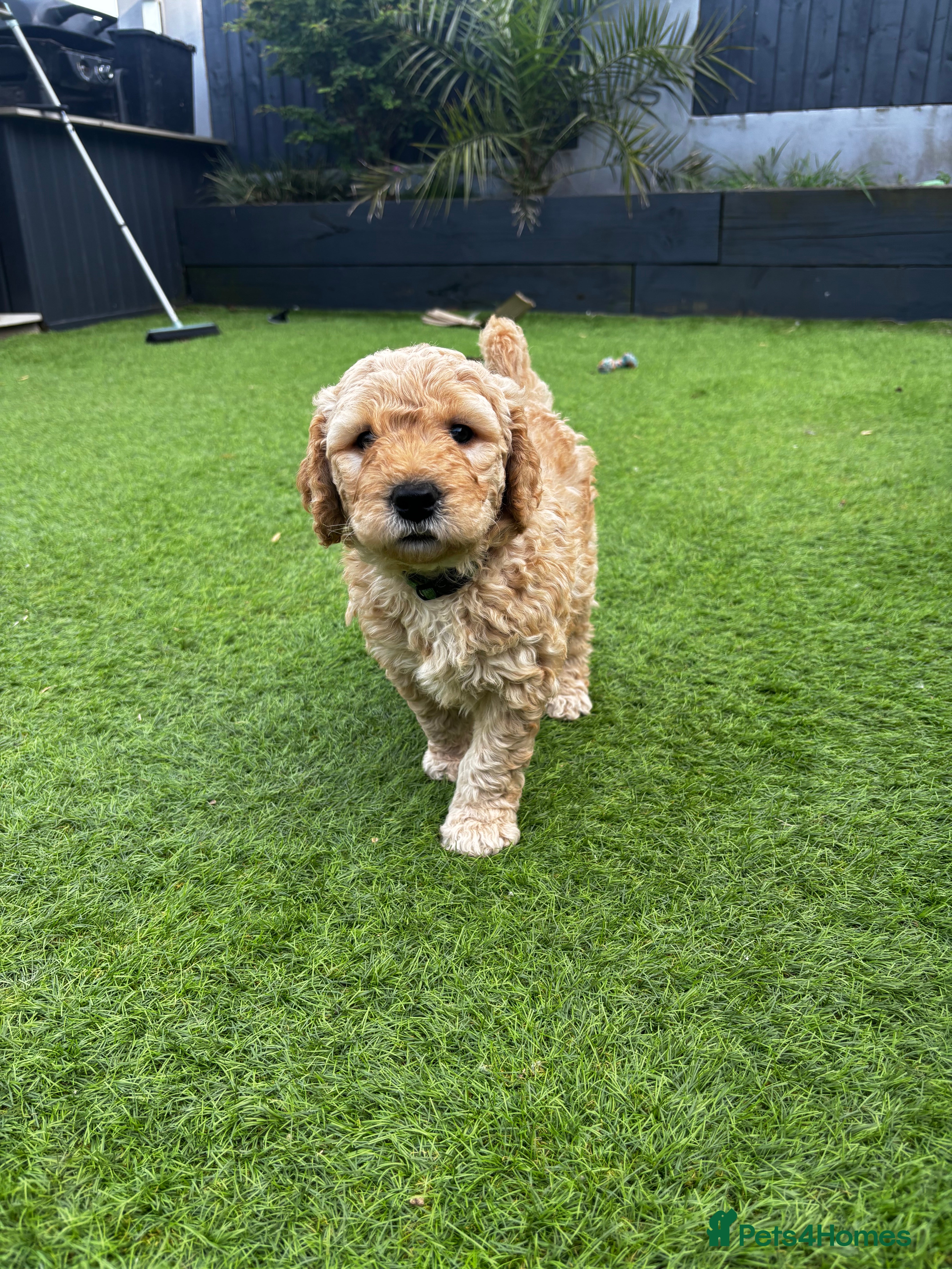 Double Doodle dogs for sale: Beautiful double/golden doodles from family pet - Advert 28