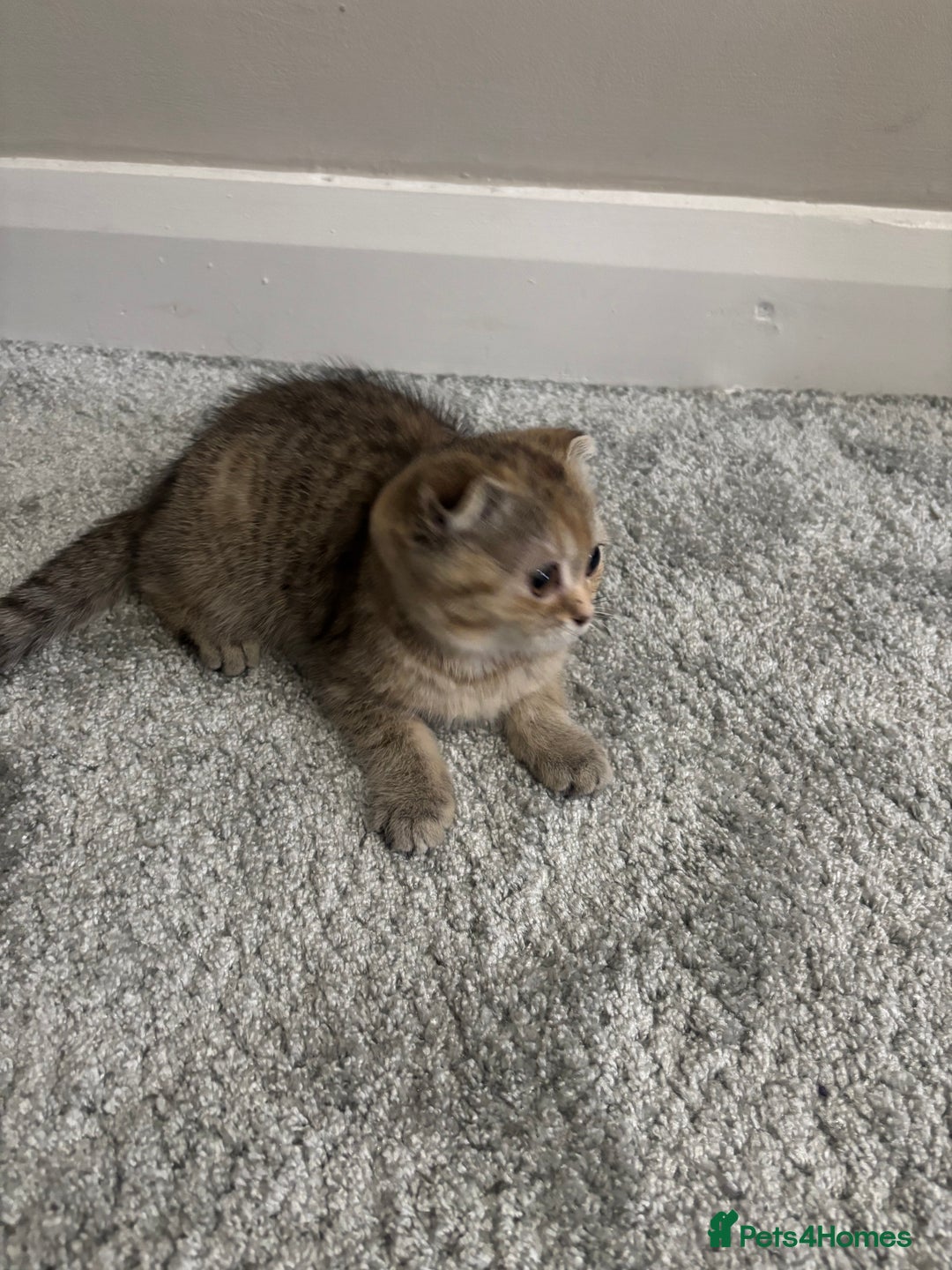 Scottish Fold cats for sale: Scottish fold for sale - Image 11