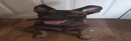 Mixed Breed dogs for sale: Bonnie/Bella  - Advert 8