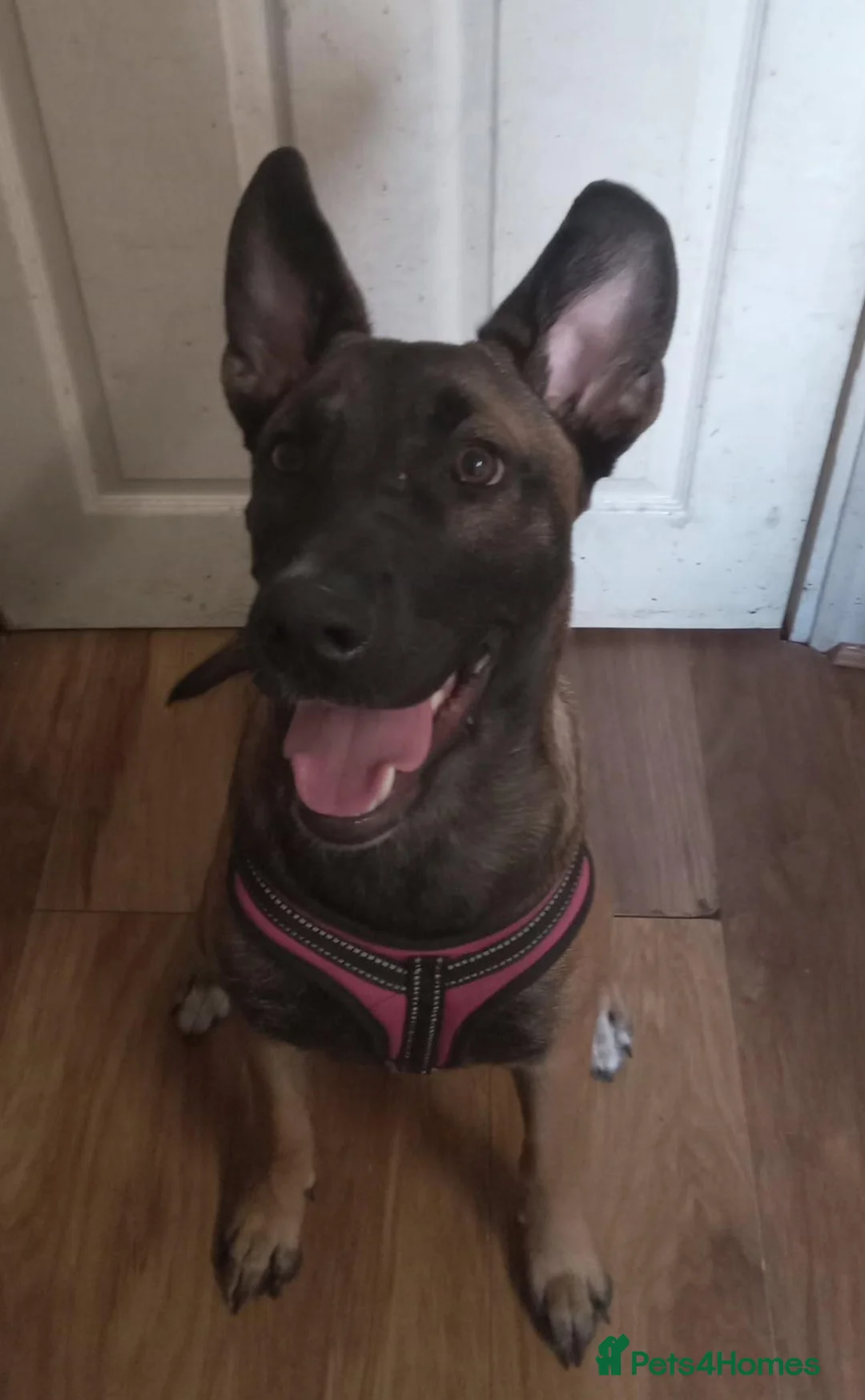 Mixed Breed dogs for sale: Bonnie/Bella  - Advert 8