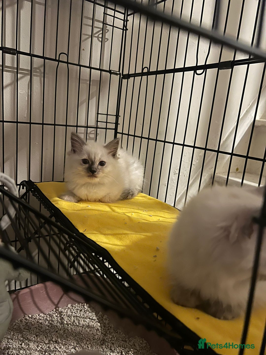 Ragdoll cats for sale: Pure blue point ragdoll kittens  - Image 4