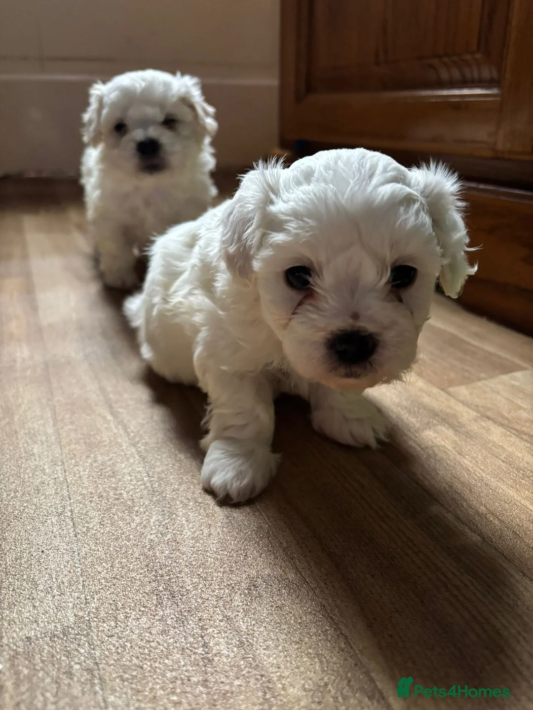 Bichon Frise dogs for sale: Bichon in High Wycombe - Advert 2