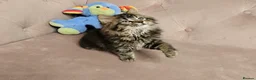 Siberian cats for sale: Siberian kittens, Ready Now 😻 - Advert 2