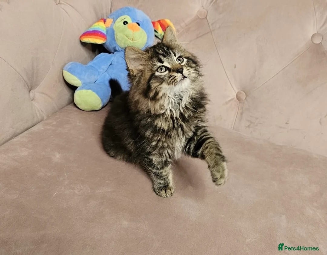 Siberian cats for sale: Siberian kittens, Ready Now 😻 - Advert 2