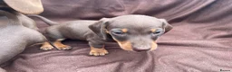 Miniature Dachshund dogs for sale: Stunning miniature dachshund puppies - Advert 11