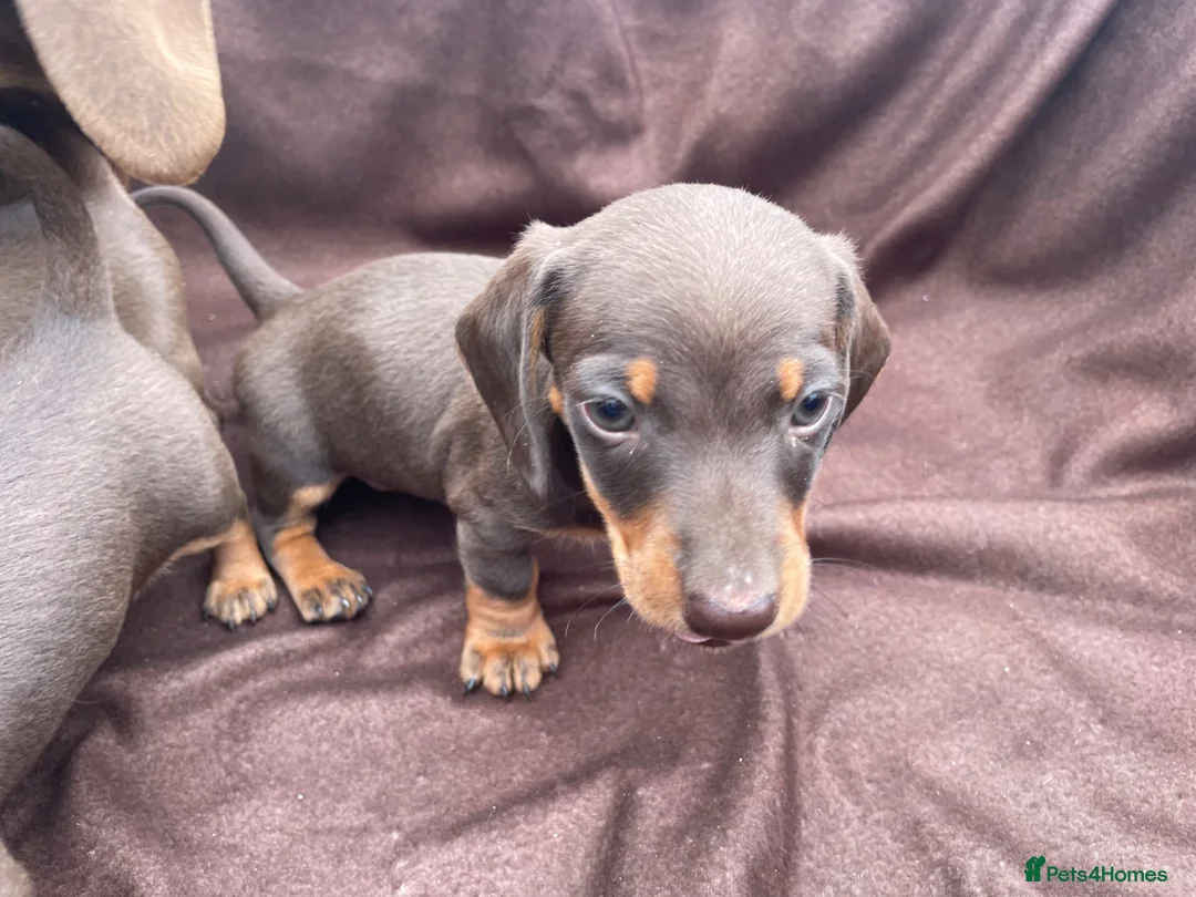 Miniature Dachshund dogs for sale: Stunning miniature dachshund puppies - Advert 11