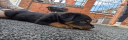 Rottweiler dogs for sale: 4 rottweiler boys  - Advert 7