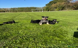 Schnoodle dogs for sale: Stunning Schnoodles, heath tested  - Image 16