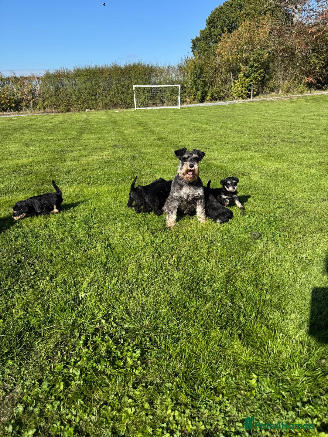 Schnoodle dogs for sale: Stunning Schnoodles, heath tested  - Image 16