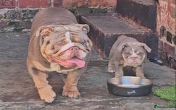 English Bulldog dogs for sale: Final Female English Bulldog available - Image 28