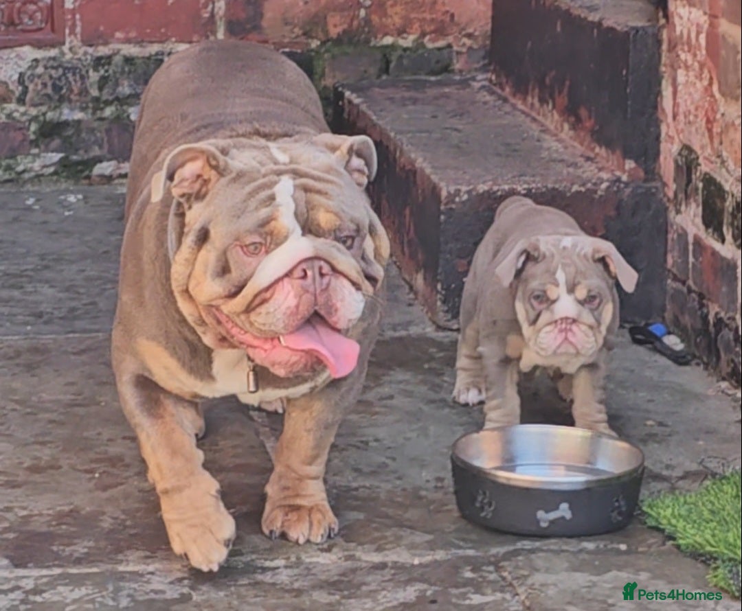 English Bulldog dogs for sale: Final Female English Bulldog available - Image 28