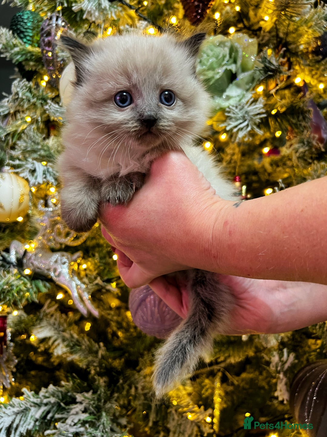 Ragdoll cats for sale: Ragdoll kittens blue point and seal point  - Advert 25