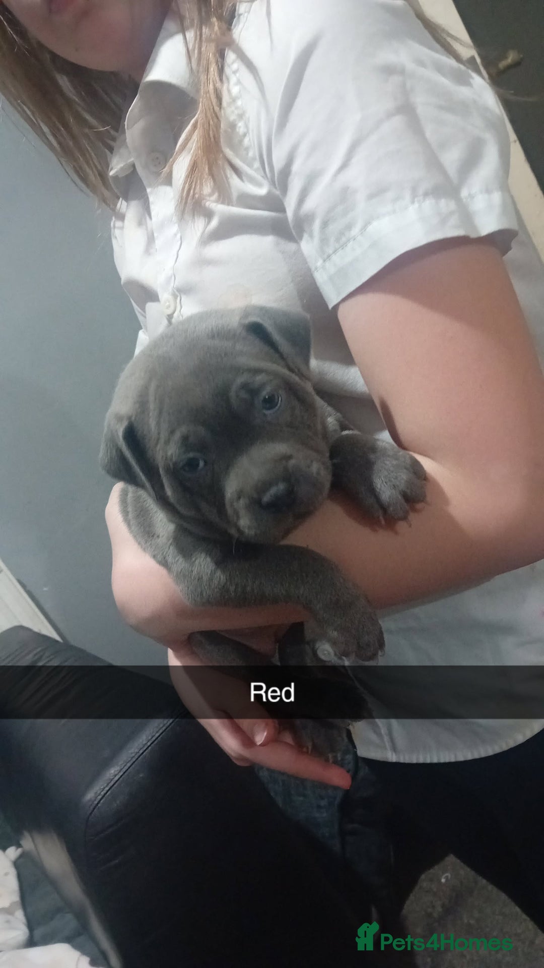 Staffordshire Bull Terrier dogs for sale: **Gorgeous blue staffy pups** - Advert 6