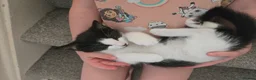 Mixed Breed cats for sale: THREE LOVELY KITTENS Looking for a Home  - Advert 2