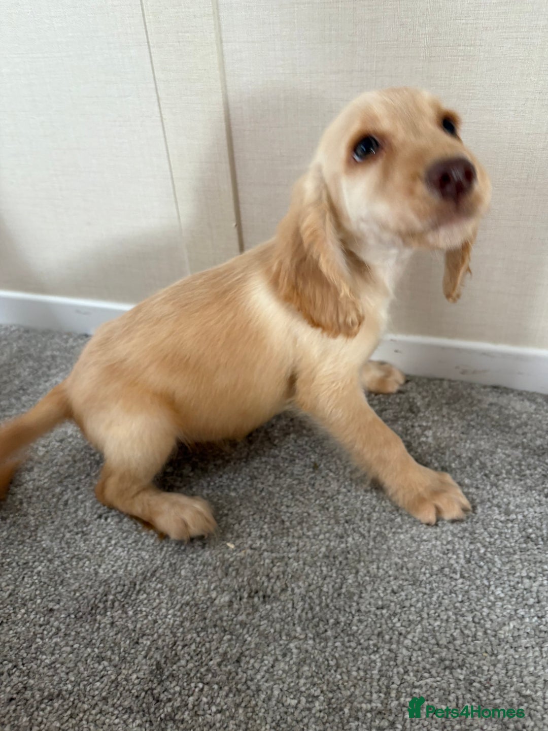 Cocker Spaniel dogs for sale:  Last two show Cocker spaniel ready to leave in Blackpool - Image 3