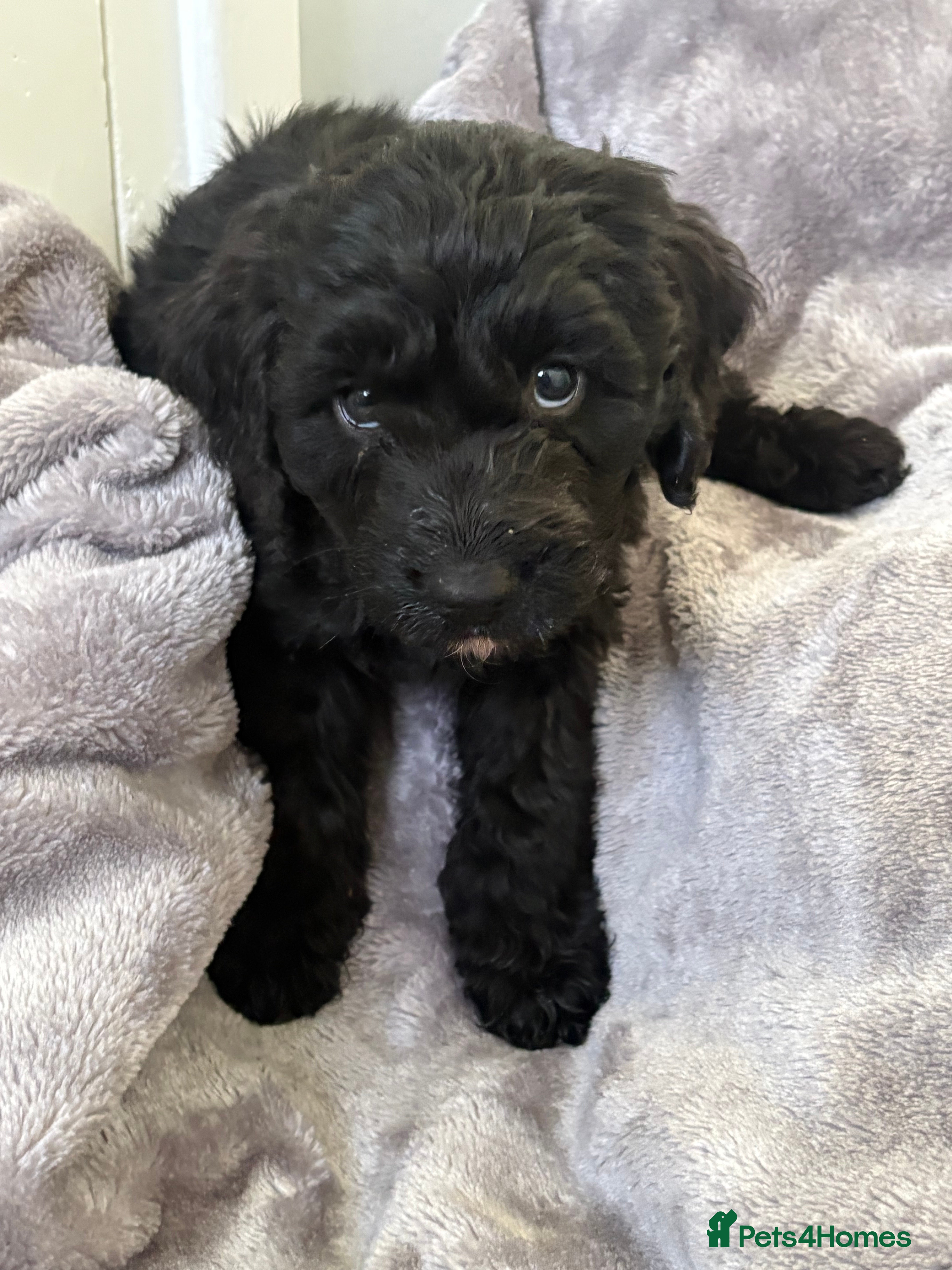 Cockapoo dogs Cockapoo - Advert 2