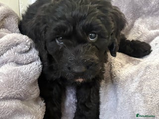 Cockapoo dogs Cockapoo - Advert 17