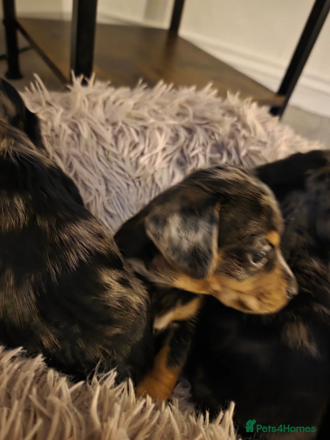 Mixed Breed dogs for sale: Miniature Dapple Dachshund X Miniature Chorky - Advert 10