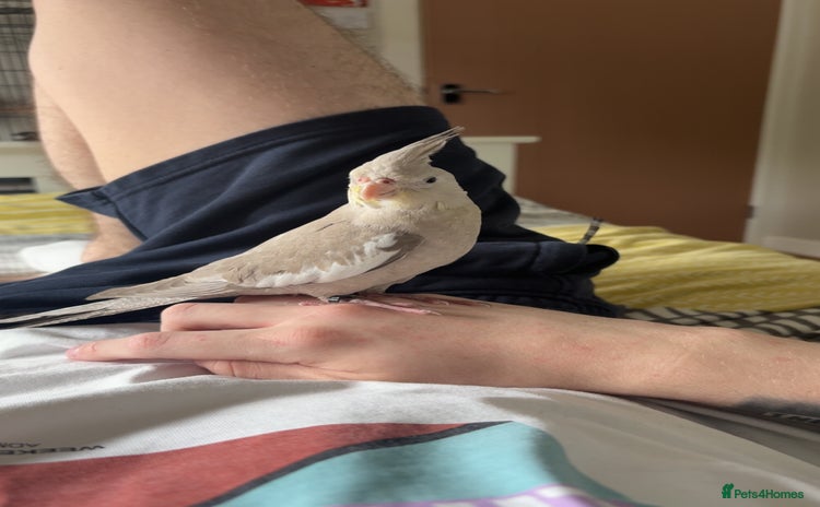 Cockatiels birds - Advert 1