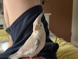 Cockatiels birds - Advert 28