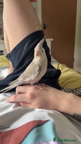 Cockatiels birds - Advert 3