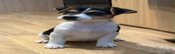 Jack Russell dogs for sale: Traditional short-legged Jack Russell puppy’s. - Advert 16