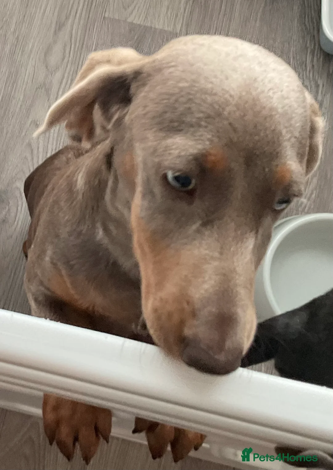 Miniature Dachshund dogs for sale:  Miniature dachshunds in Southport REDUCED  - Advert 2