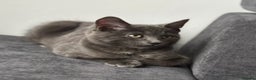 Chartreux cats for sale: 1 grey male cat  - Advert 2