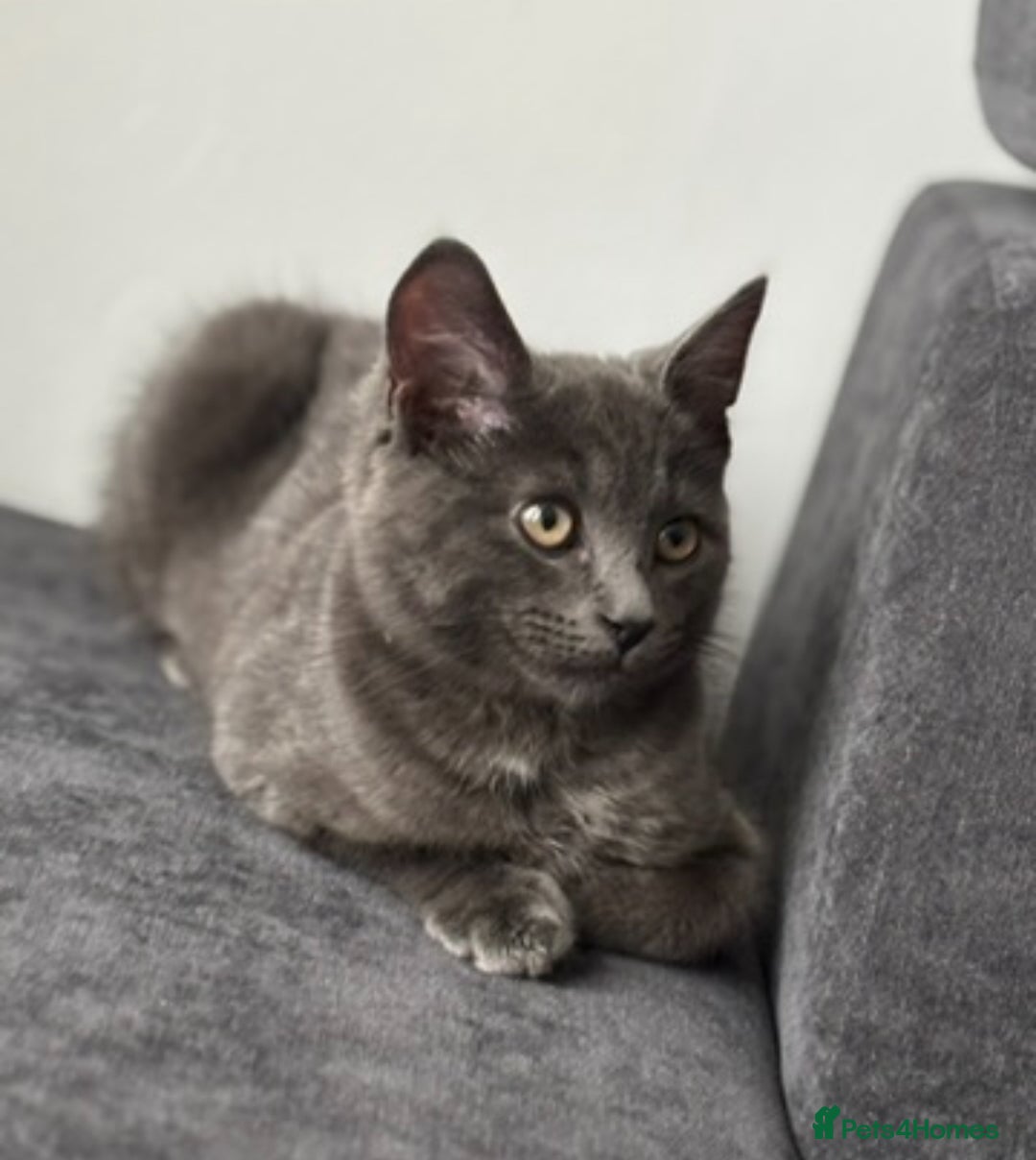Chartreux cats for sale: 1 grey male cat  - Advert 2