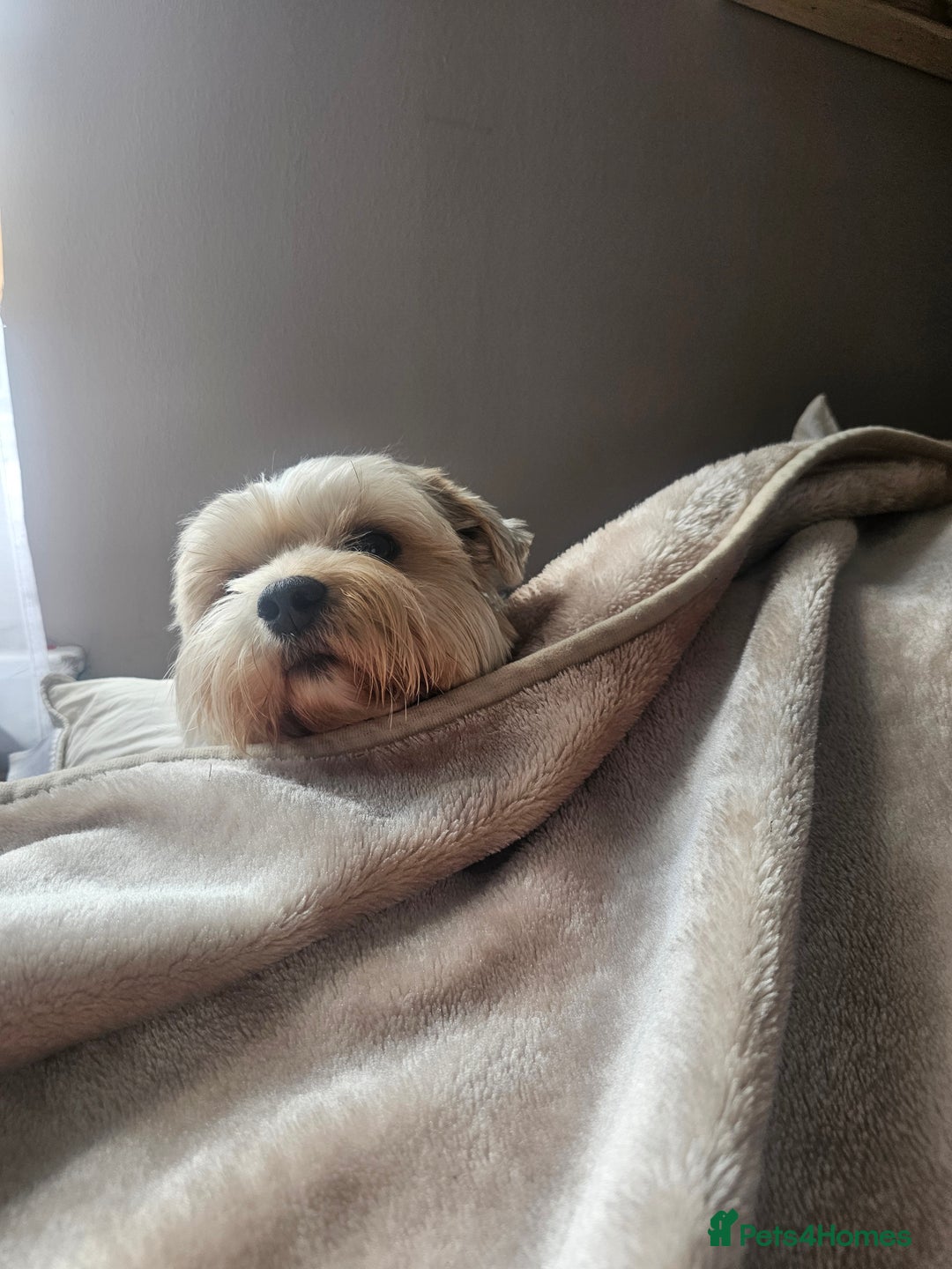 Yorkshire Terrier dogs for stud: Tricolor Beauty  Yorkshire Terrier Biewer Stud Dog - Image 7