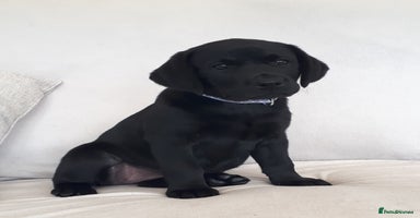 Labrador Retriever dogs - Advert 7
