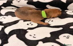 Mixed Breed dogs for sale: 6 beautiful French bulldog x Patterdale pups - Image 15