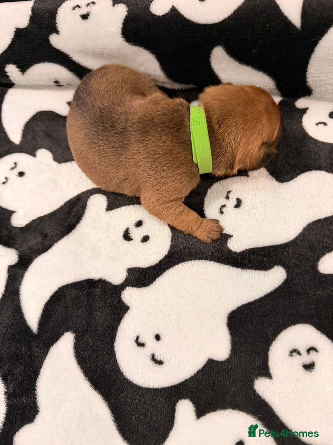 Mixed Breed dogs for sale: 6 beautiful French bulldog x Patterdale pups - Image 15