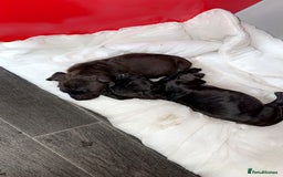 Staffordshire Bull Terrier dogs for sale: Staffordshire Bullterrier pups! - Image 6
